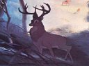 Bambi - &nbsp;